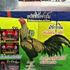 สิงห์สองดง(ธวัชชัยฟาร์ม)ต้นเหล่ามังกรดำชัยยันต์ฟาร์ม