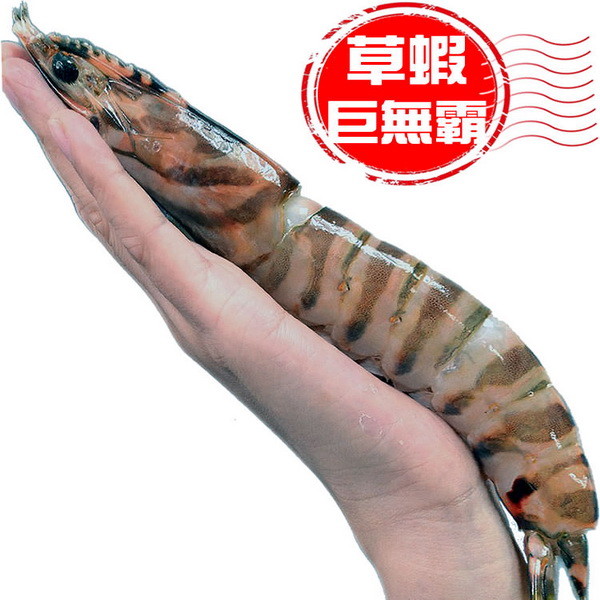肉質鮮甜，富有彈性。 ★口感跟龍蝦非常接近 怎麼料理都無敵好吃。 現撈等級的喔，無添加100%正港海鮮 ! 超甜的 ! 草蝦規格 : 每隻伸展長達近25公分，約成年男子手臂長度，每隻重達95~100克