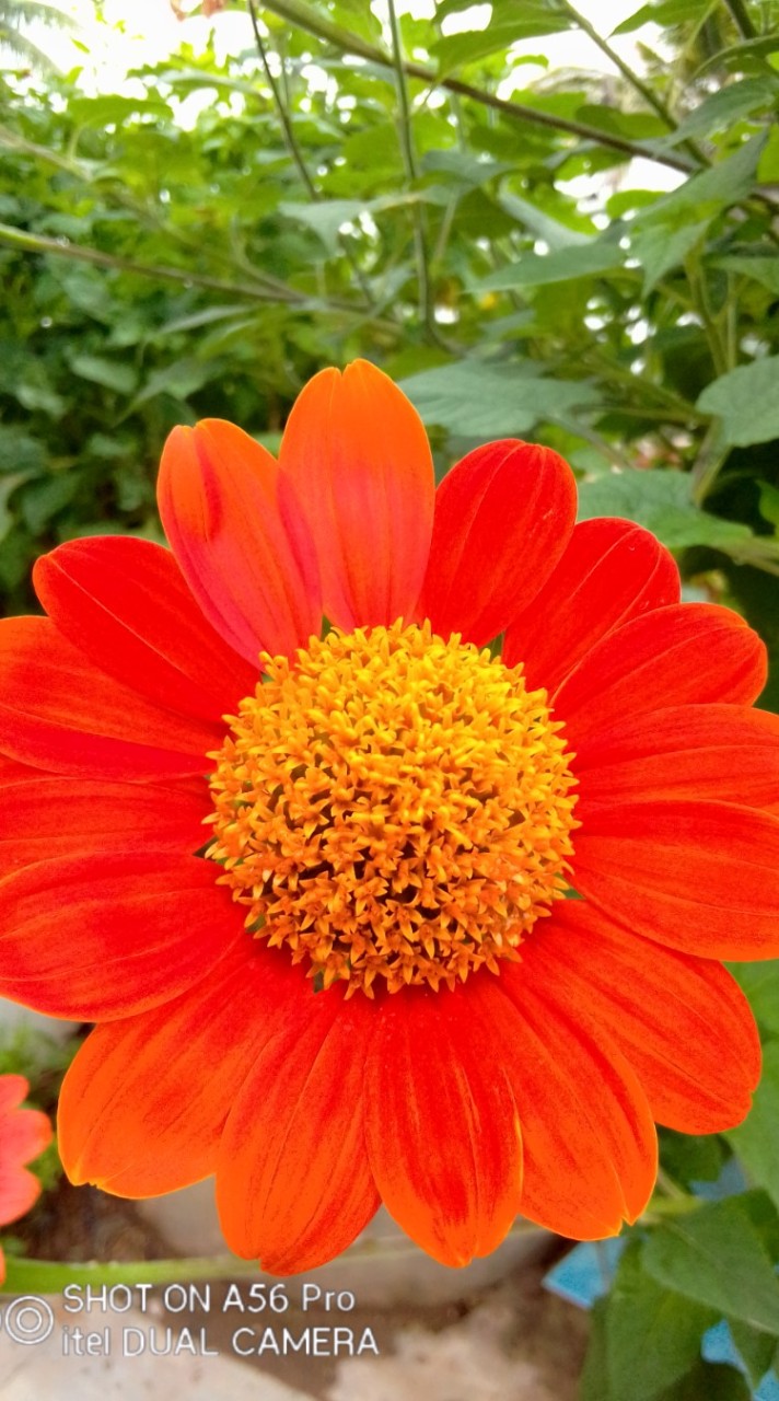 นนท์