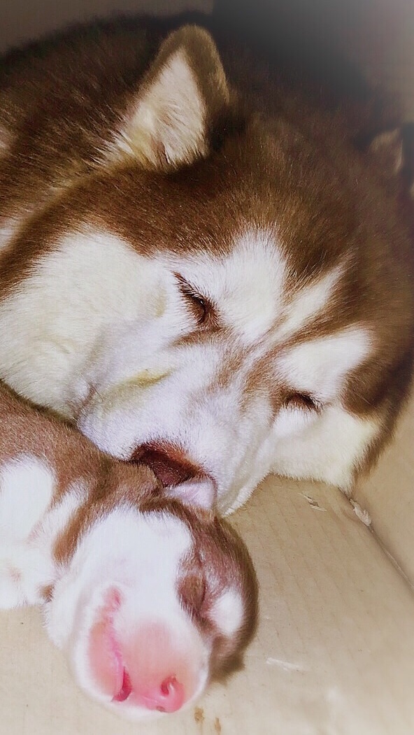 Love Husky