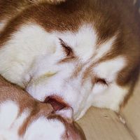 Love Husky
