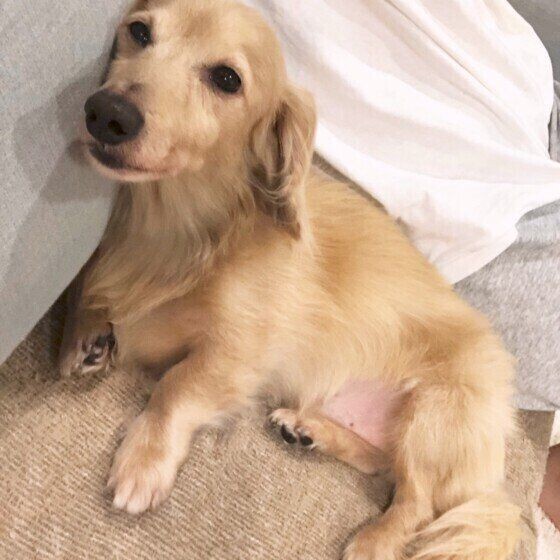 犬が飼い主さんに お尻をくっつける理由 可愛い理由