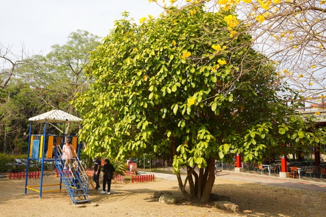 彰化休閒景點,彰化免費景點,彰化免門票景點,彰化好好玩,彰化情侶約會,彰化景點,彰化無料景點,彰化親子景點,彰化賞花景點,彰化踏青景點,彰化農場,彰化黃花風鈴木,日月山景休閒農場,日月山景休閒農場交通方式,日月山景休閒農場停車資訊,日月山景休閒農場免門票,日月山景休閒農場油桐花,日月山景休閒農場菜單,日月山景休閒農場門票