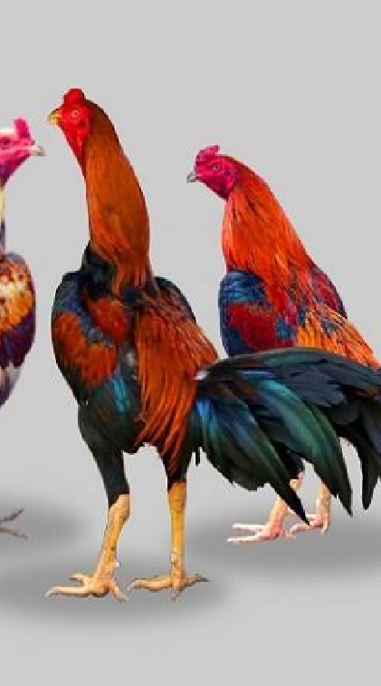 กลุ่มเปิดแลกเปลี่ยนไก่