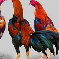 กลุ่มเปิดแลกเปลี่ยนไก่