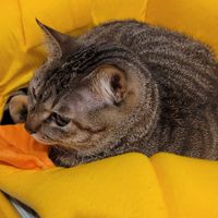 喜歡的動物
