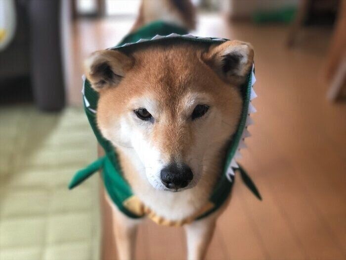 食べられてる どんな角度も可愛い柴犬マロたん 食べられたまま寝ちゃった いぬのきもちnews