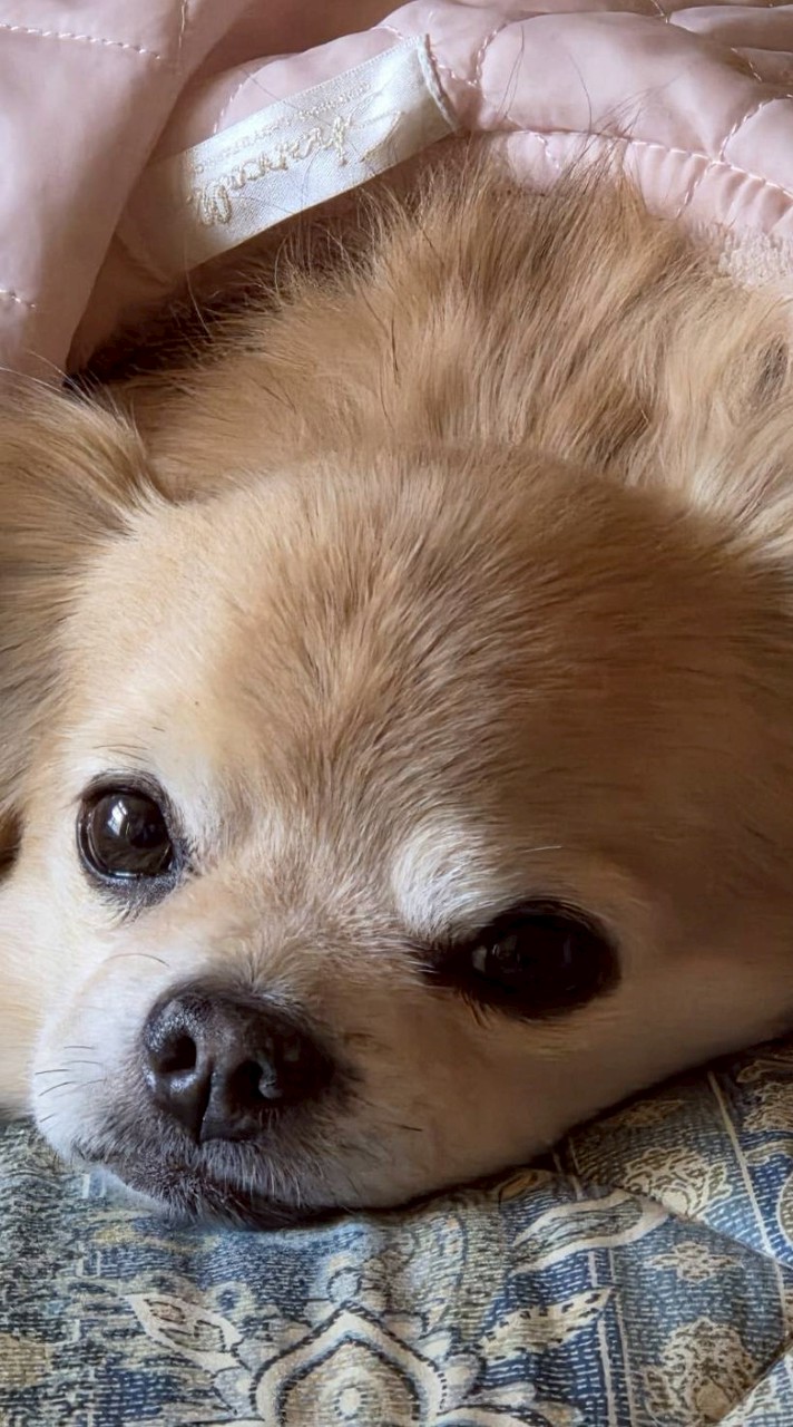 わんちゃん🐶にゃんちゃん🐱メダカさん🐠動物大好き！雑談も良いよ😊