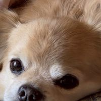 わんちゃん🐶にゃんちゃん🐱メダカさん🐠動物大好き！雑談も良いよ😊