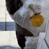 わんちゃん🐶にゃんちゃん🐱メダカさん🐠動物大好き！