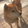 わんちゃん🐶にゃんちゃん🐱メダカさん🐠動物大好き！雑談も良いよ😊