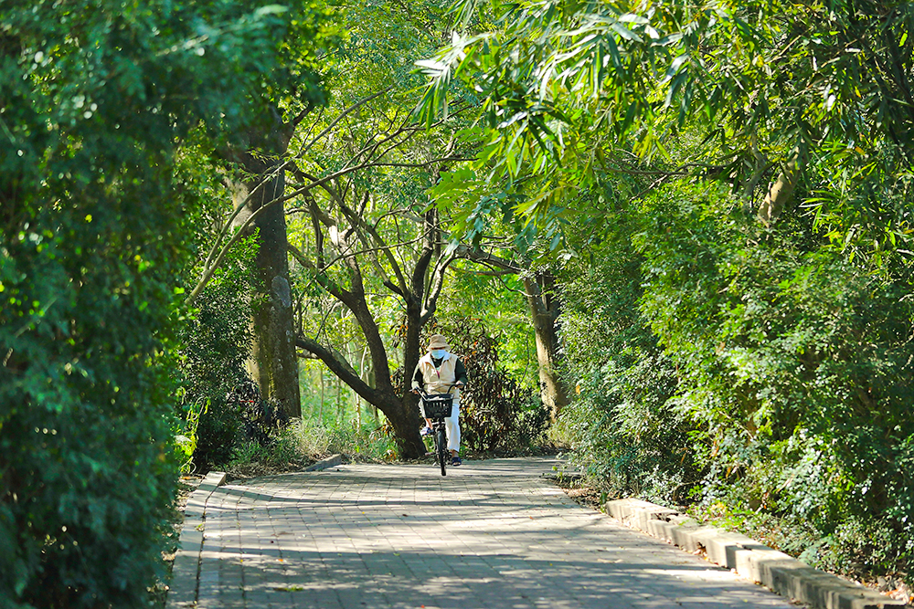 獲低碳永續家園銀級認證的湖內大湖社區裡，有非常宜人的綠色隧道、生態步道。(攝影/Carter)