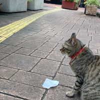 ジョニーくん信者（雑談するだけ）