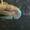 My own aquarium