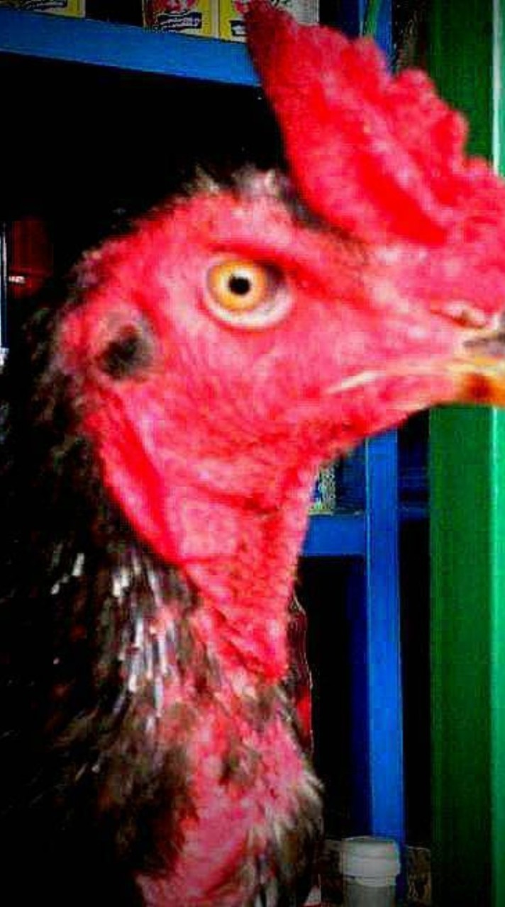 ไก่แอฟริกาลูกผสมพัฒนา
