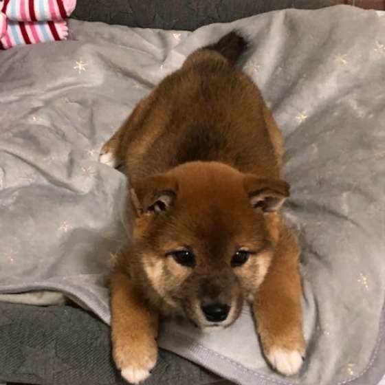 犬に生のイカは危険 万が一食べてしまったときの対処法は