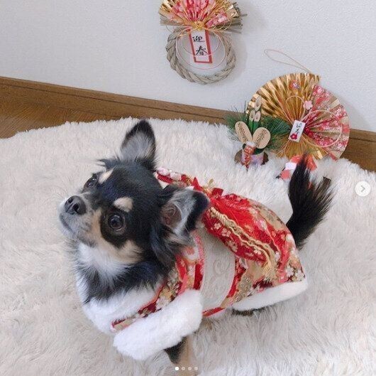 愛犬の名前は入ってる 年人気名前ランキング オス犬部門