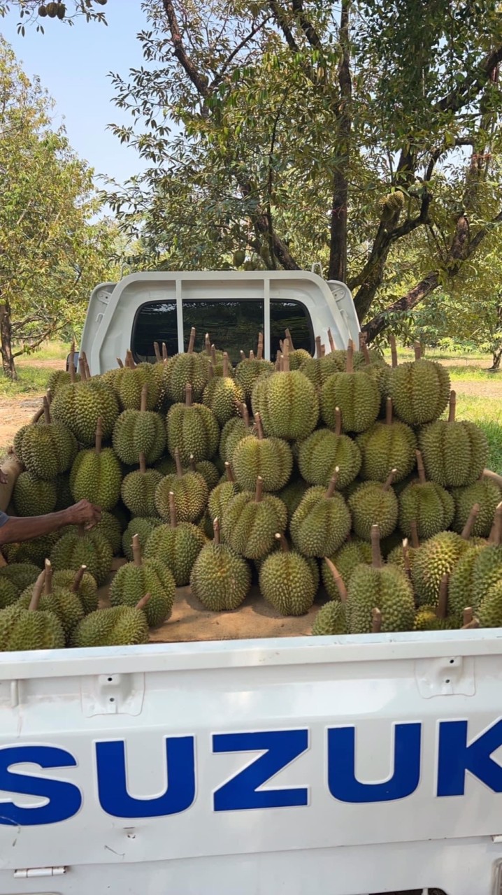 ทุเรียน 100%