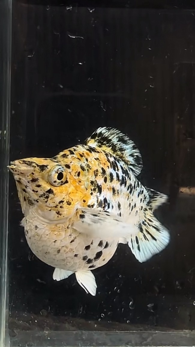 ปลาบอลลูนบ้านฟีน🐟
