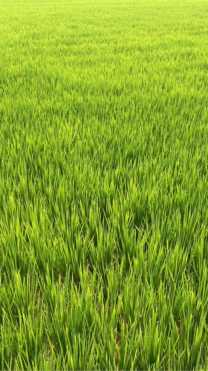 台灣植物保護技術社群