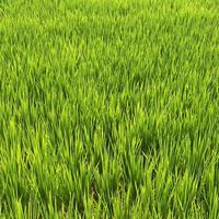 台灣植物保護技術社群