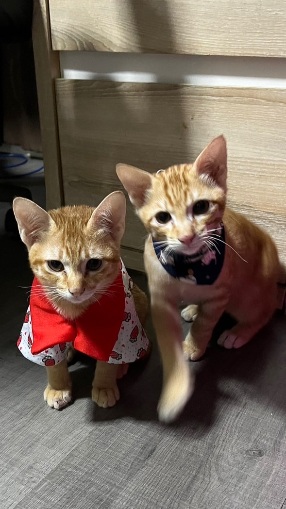 ร้าน หาตังเลี้ยงแมวส้มสองตัว 😽😽