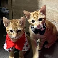 ร้าน หาตังเลี้ยงแมวส้มสองตัว 😽😽