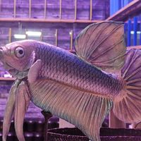 สนใจปลากัด มาทางนี้ - Betta- Fighting Fish