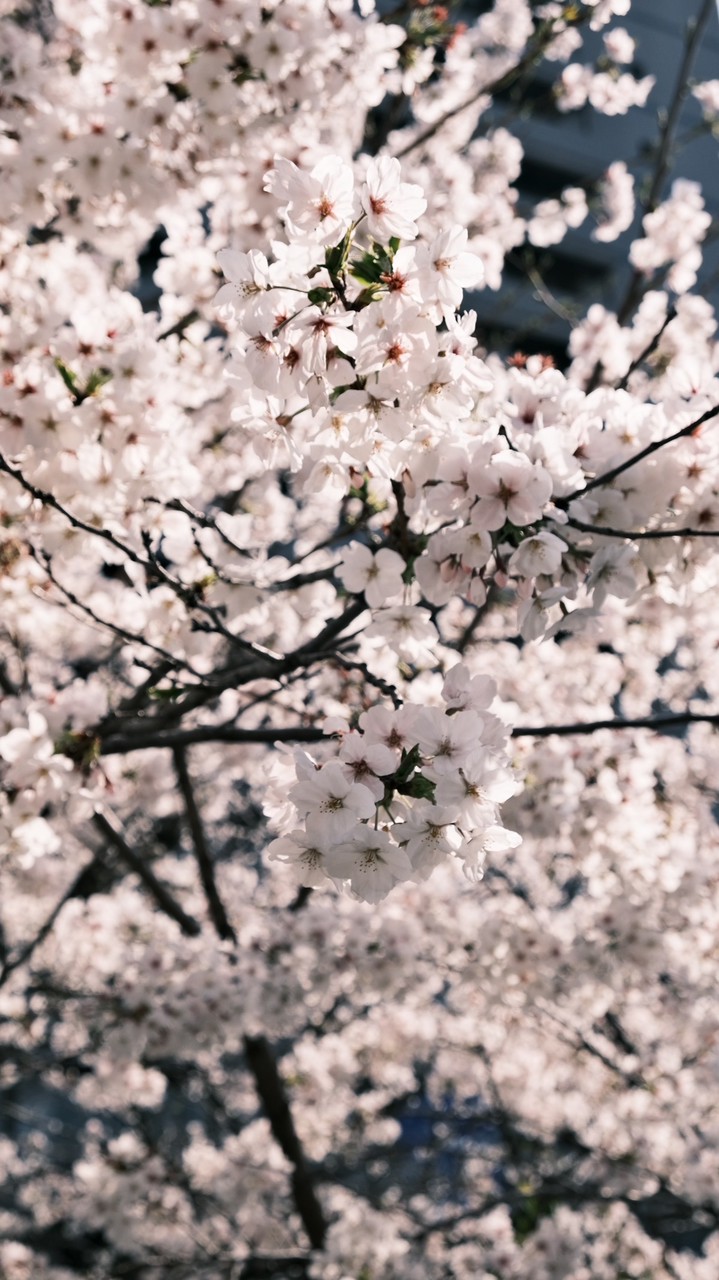 日本小物代購🇯🇵甜甜價