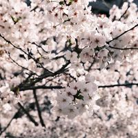 日本小物代購🇯🇵甜甜價