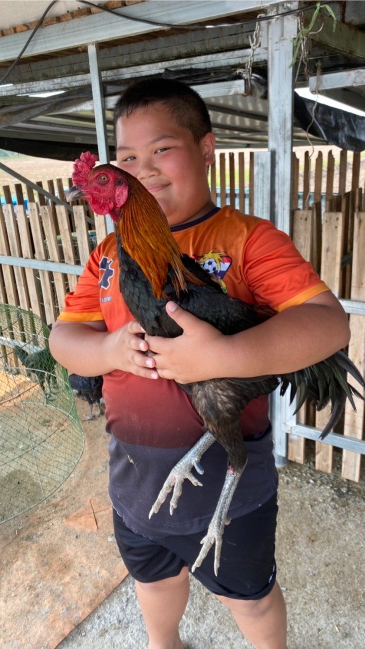 ซื้อ ขาย ไก่ชน ทุกสายพันธุ์ สุพรรณบุรี
