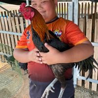 ซื้อ ขาย ไก่ชน ทุกสายพันธุ์ สุพรรณบุรี
