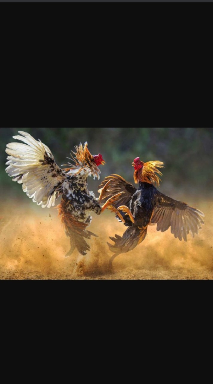 ตลาดซื้อ-ขายไก่ชนคัดเกรด พม่า-เชิง