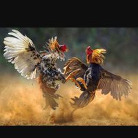 ตลาดซื้อ-ขายไก่ชนคัดเกรด พม่า-เชิง