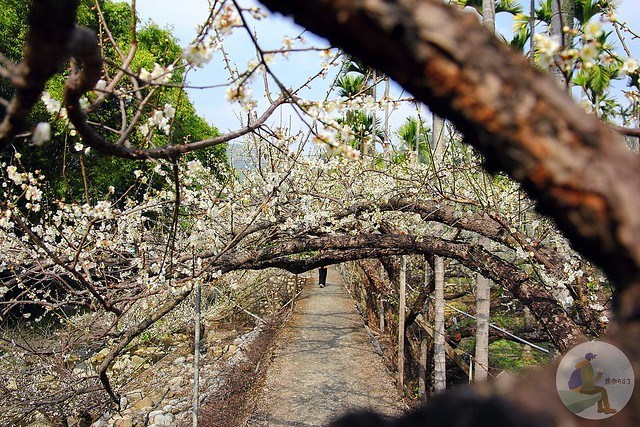 台中新社梅花秘境