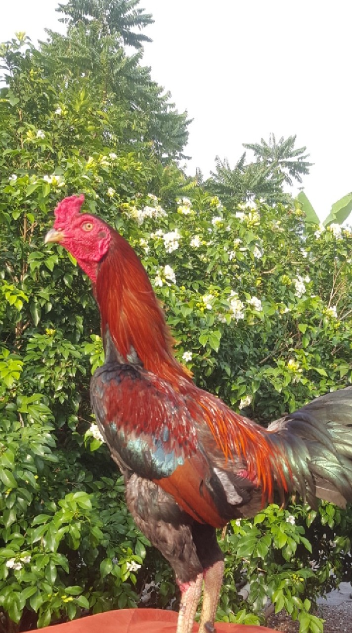 มด วัดแก้ว ไก่ชน
