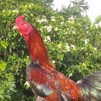 มด วัดแก้ว ไก่ชน