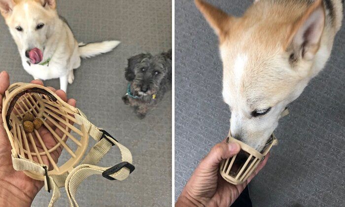 犬が 口輪 を喜んでつけるようになる方法