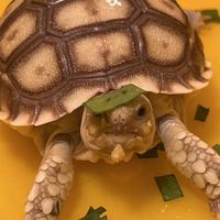 聚龜盆兩棲爬蟲專門店