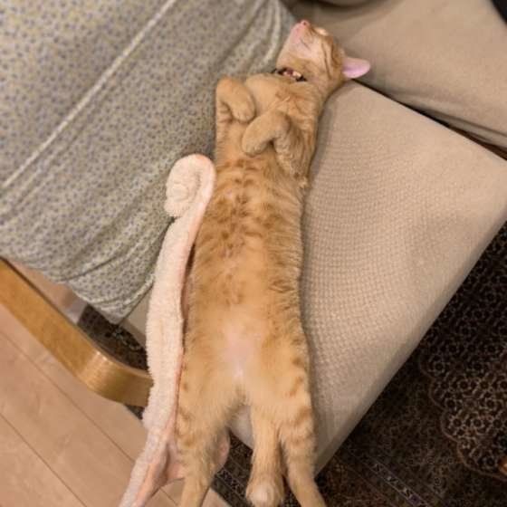 食後に顔を洗わない 猫の満腹タイムの過ごし方あるある