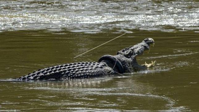 Aksi Antimainstream Pria Ini Olah Buaya Hingga Ikan Hiu Jadi Hidangan Suara Com Line Today