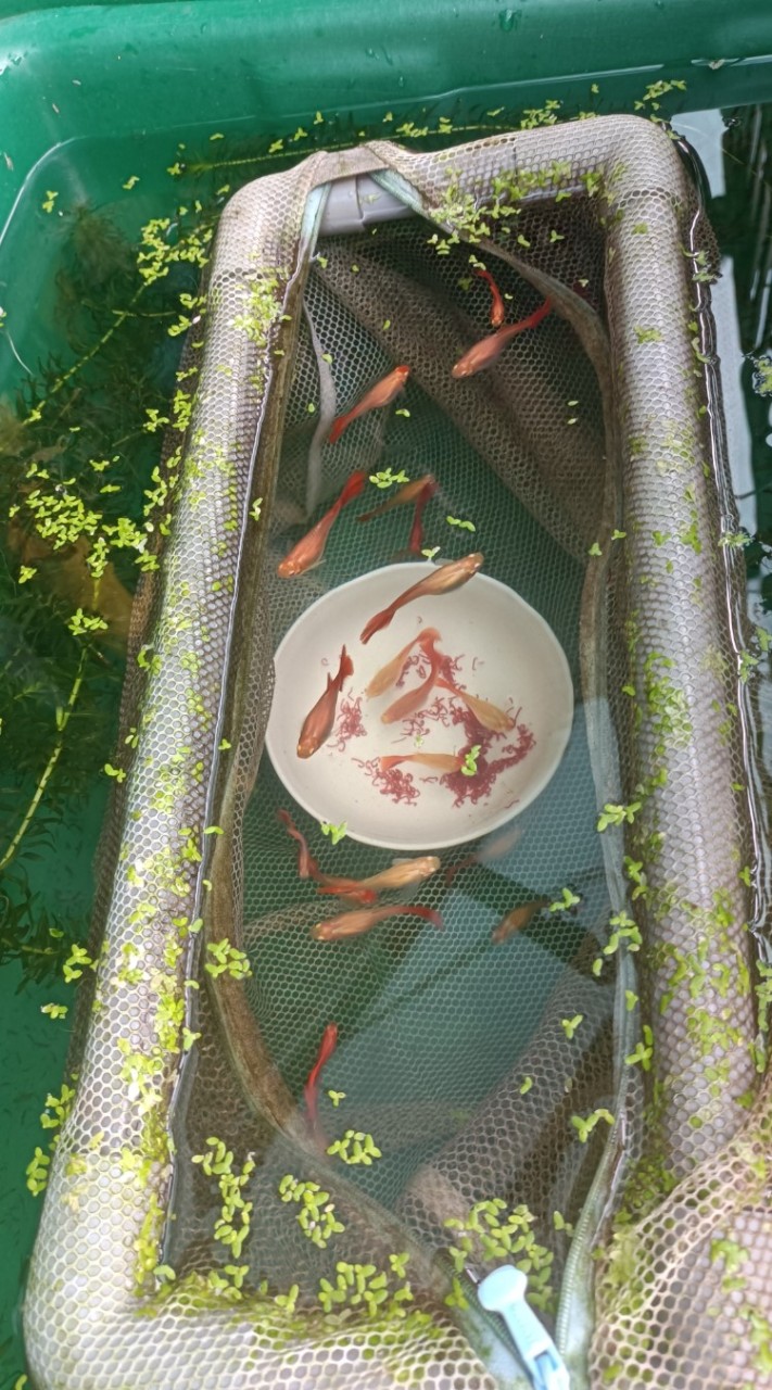 養金魚日記