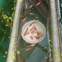 養金魚日記