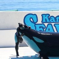 シャチトレーナーさん好き💕