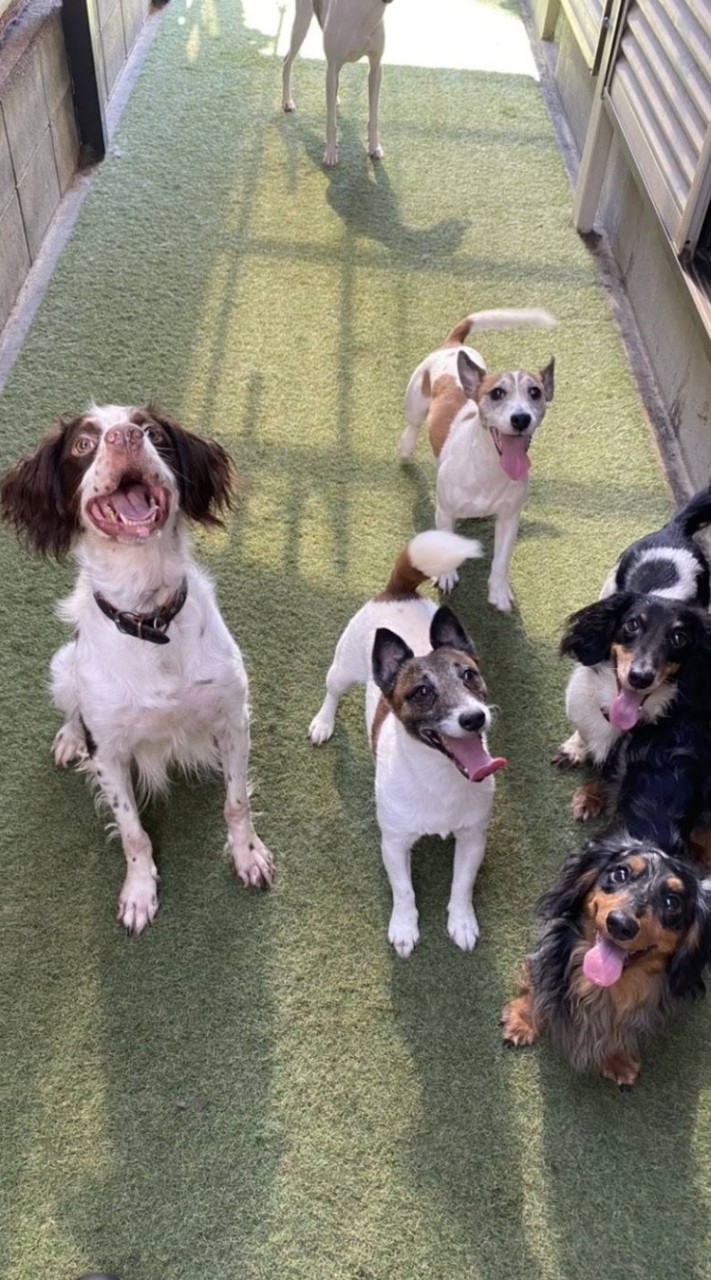 犬バカっちのワンコ王国２