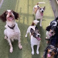 犬バカっちのワンコ王国２