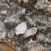 ✺嶼山✺  formosa  mineral