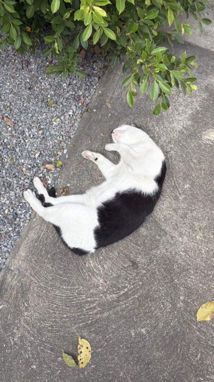 6640701207 ณัฐณิชา แสงรถ