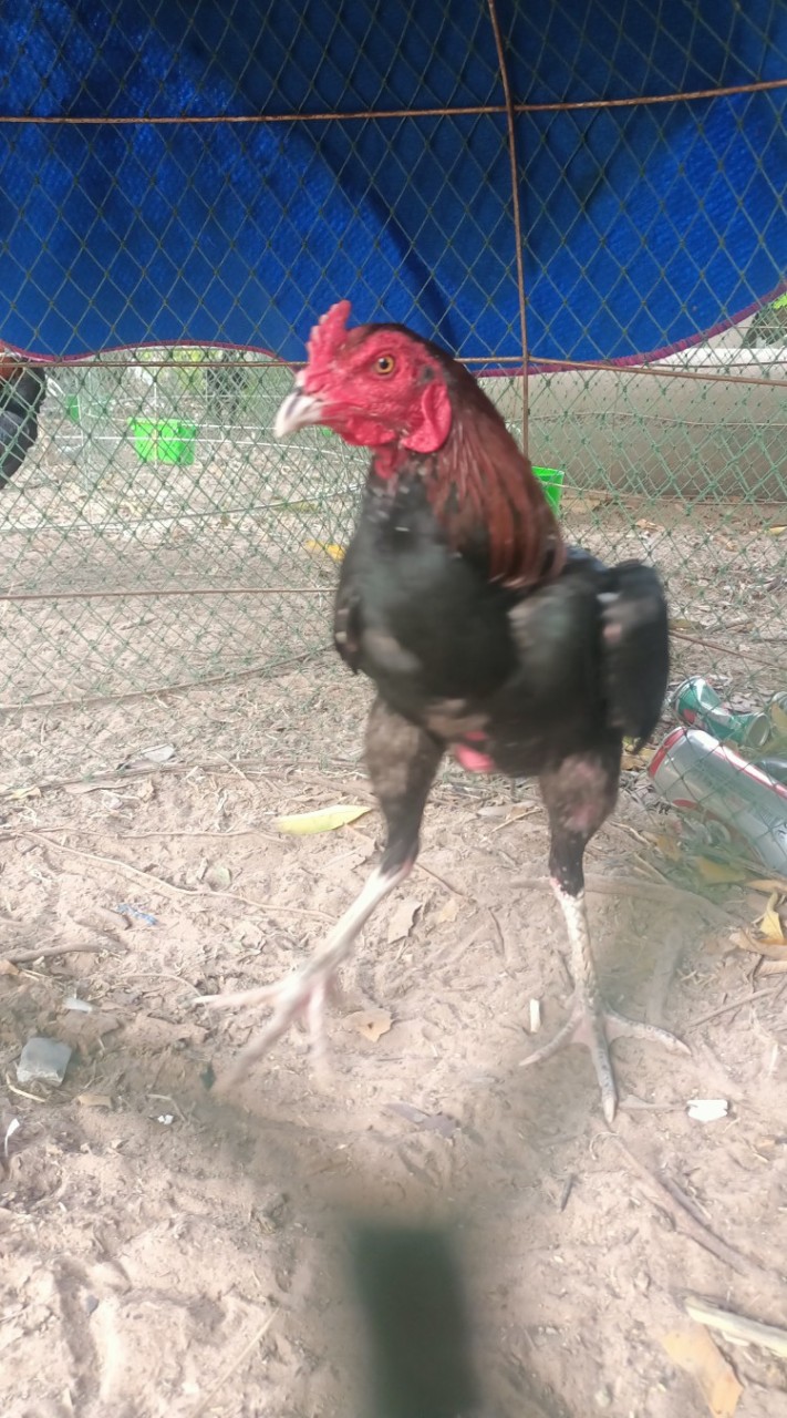 ซุ้ม เพิ่มทรัพน์ คำมี