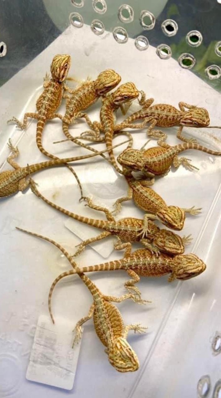 E-san ColdBlood & IguanaEsan